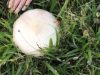 Fjord Josephsen, Ager-champignon, Gammel Gab grå klit, 24/9 2022