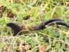 Fjord Josephsen, Bred jordtunge, Nymindegab Strand, P-plads, 14/10 2024