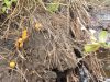Hanne Petra Katballe, Gul nøkketunge, Rejkær Plantage, 23/5 2020
