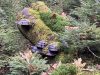 Jeanette og Dan Andersson, Randbæltet hovporesvamp, Stråsø Plantage, 20/12 2024