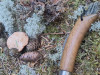 Peer Høgsberg, Rust-korkpigsvamp, Klosterheden, 23/8 2025