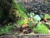 Sidsel Rasmussen, Ravsvamp, Stråsø Plantage, 25/8 2024