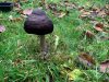 Fjord Josephsen, Sodfarvet skærmhat, Tim Kirkevej 9, 12/11 2020