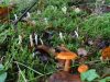 Fjord Josephsen, Mild mælkehat, Blåbjerg Plantage Nymøllevej, 12/10 2020
