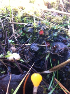 3 svampe i et foto, gul nøkketunge, frynset skjoldbæger og stor dyndskive