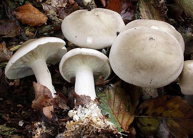 Tåge-Tragthat. Spiselig eller?