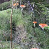 Nr. 21 Rød fluesvamp, 12/10 2025, Jeanette Andersson, medlemsnr. 9130, Rønbjerg Plantage.