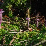 Nr. 23 Violet ametysthat, 17/10 2025, Charly Rise, medlemsnr. 6107, Alslev omegn.