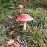 Nr. 39 Rød fluesvamp, 11/10 2025, Janni Nørmølle Rasmussen, medlemsnr. 12713, Klosterheden.