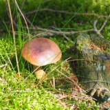 Nr. 4 Brunstokket rørhat, 17/8 2025, Dan Andersson, medlemsnr. 9130, Hoverdal Plantage.