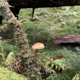 Nr. 49 Plettet flammehat, 9/11 2025, Jeanette Andersson, medlemsnr. 9130, Stråsø, Blåbjerg Plantage.
