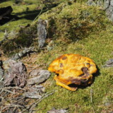 Nr. 5 Brunporesvamp, 17/8 2025, Dan Andersson, medlemsnr. 9130, Hoverdal Plantage.