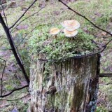 Nr. 66 fladhatlignende svamp, 27/11 2025, Jeanette Andersson medlemsnr. 9130, Skjern Birk Plantage.