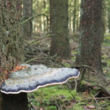 Nr. 8 Randbæltet hovporesvamp, 4/9 2025, Dan Andersson, medlemsnr. 9130, Hoverdal Plantage.