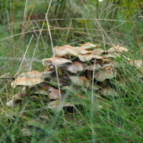 Nr. 9 Knippe-svovlhat, 4/9 2025, Dan Andersson, medlemsnr. 9130, Hoverdal Plantage.