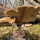 Nr. 3 Anis-savbladhat, Dan Andersson, 31/3 2026, Hoverdal Plantage