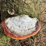 Nr. 1 Randbæltet hovporesvamp, Dan Andersson, 31/3 2026, Hoverdal Plantage